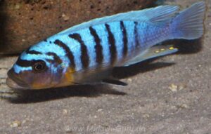 Metriaclima fainzilberi 'Hora Mhango'